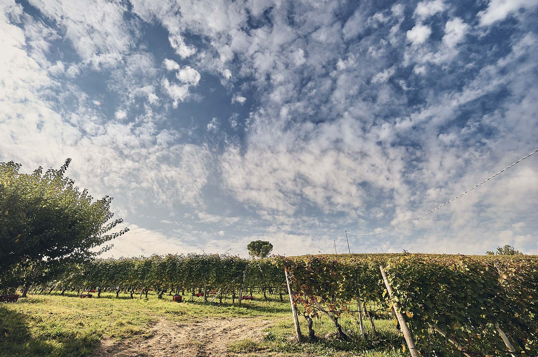 Scarpa Wine